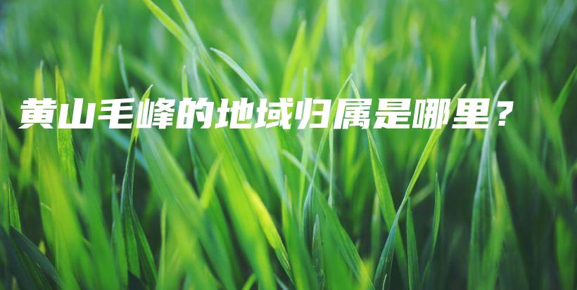 黃山毛峰的地域歸屬是哪里？插圖