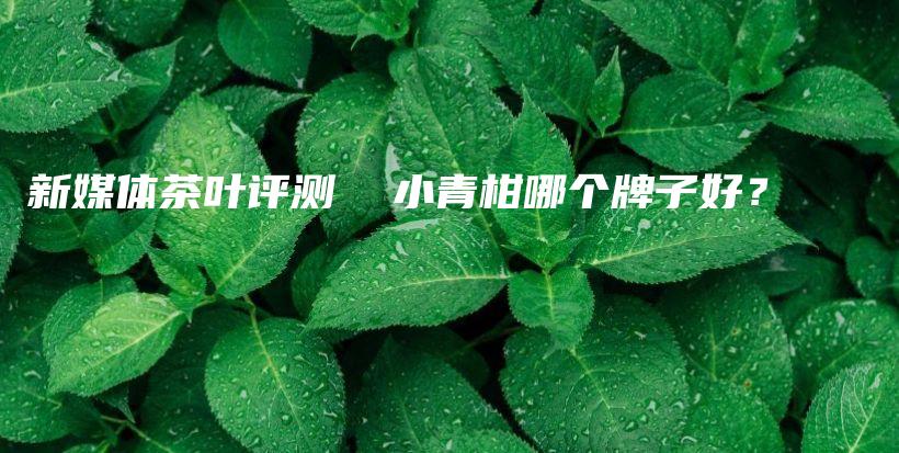新媒體茶葉評測  小青柑哪個牌子好？插圖