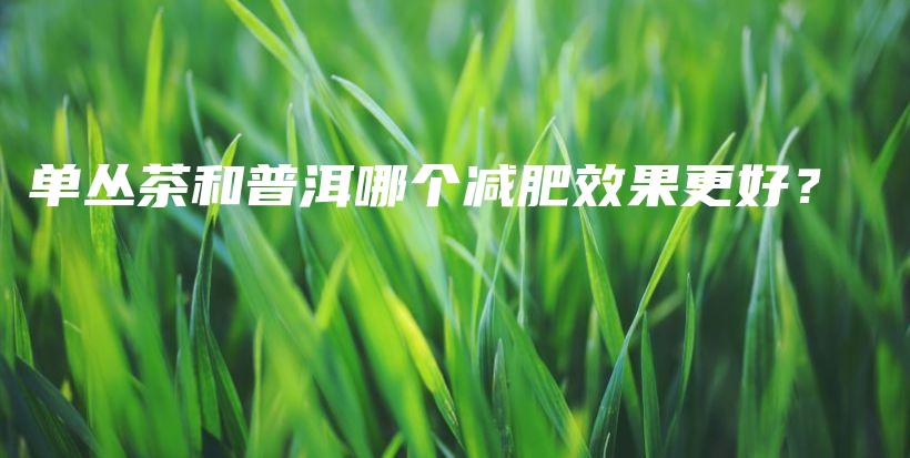 單叢茶和普洱哪個(gè)減肥效果更好？插圖