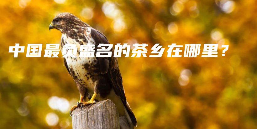 中國最負(fù)盛名的茶鄉(xiāng)在哪里？插圖