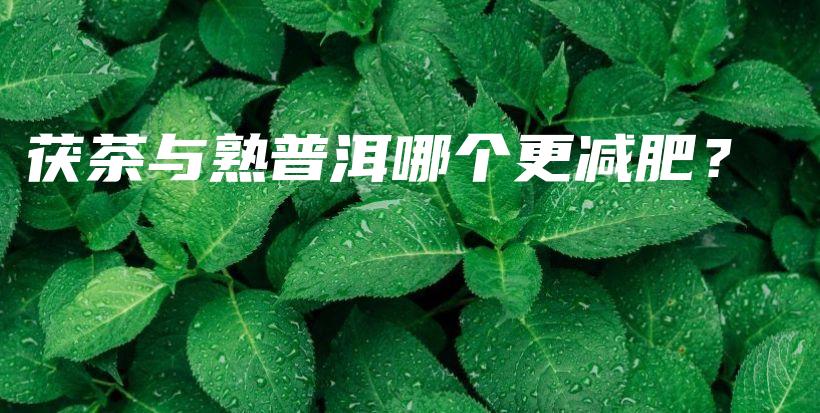 茯茶與熟普洱哪個(gè)更減肥？插圖