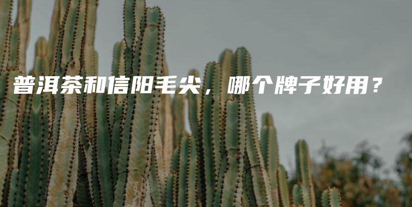 普洱茶和信陽毛尖，哪個牌子好用？插圖