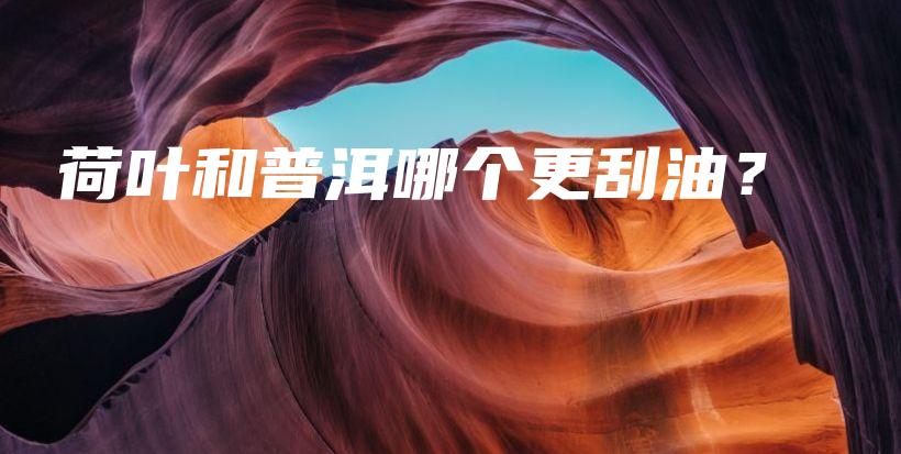 荷葉和普洱哪個更刮油？插圖