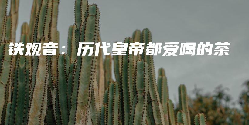 鐵觀音：歷代皇帝都愛喝的茶插圖