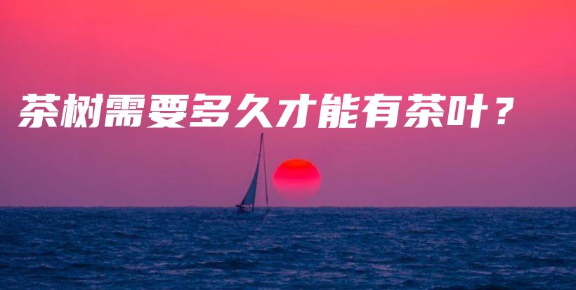 茶樹需要多久才能有茶葉？插圖