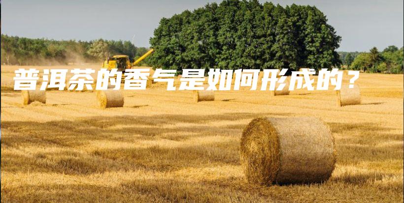 普洱茶的香氣是如何形成的？插圖