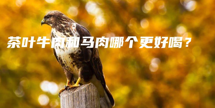 茶葉牛肉和馬肉哪個更好喝？插圖