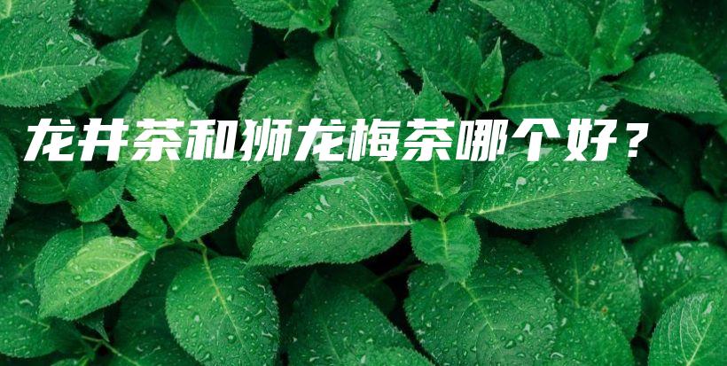 龍井茶和獅龍梅茶哪個好？插圖