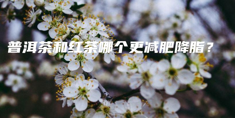 普洱茶和紅茶哪個更減肥降脂？插圖