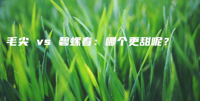 毛尖 vs 碧螺春：哪個(gè)更甜呢？插圖