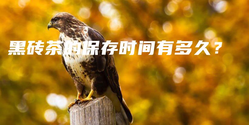 黑磚茶的保存時間有多久？插圖