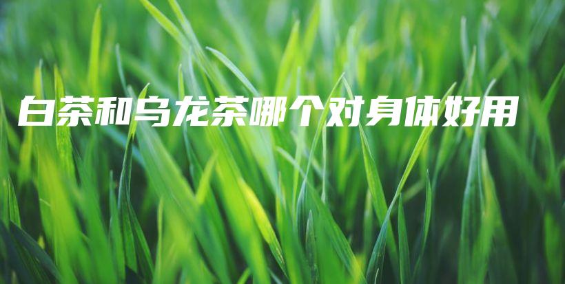 白茶和烏龍茶哪個對身體好用插圖