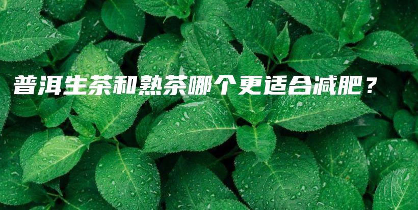 普洱生茶和熟茶哪個更適合減肥？插圖