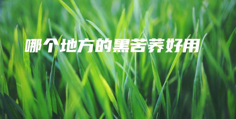 哪個(gè)地方的黑苦蕎好用插圖