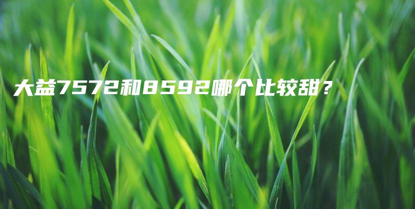 大益7572和8592哪個(gè)比較甜？插圖