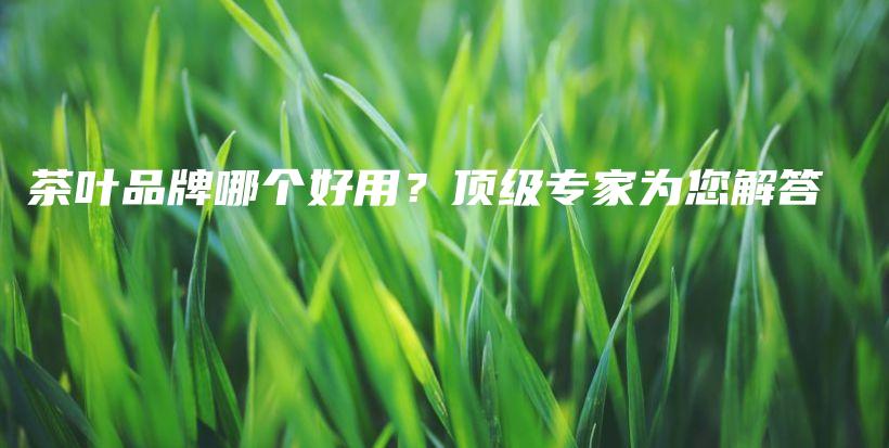 茶葉品牌哪個好用？頂級專家為您解答插圖