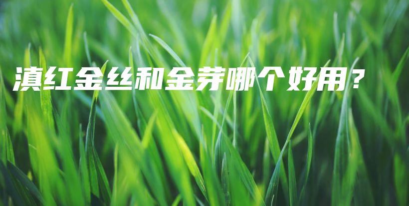 滇紅金絲和金芽哪個(gè)好用？插圖