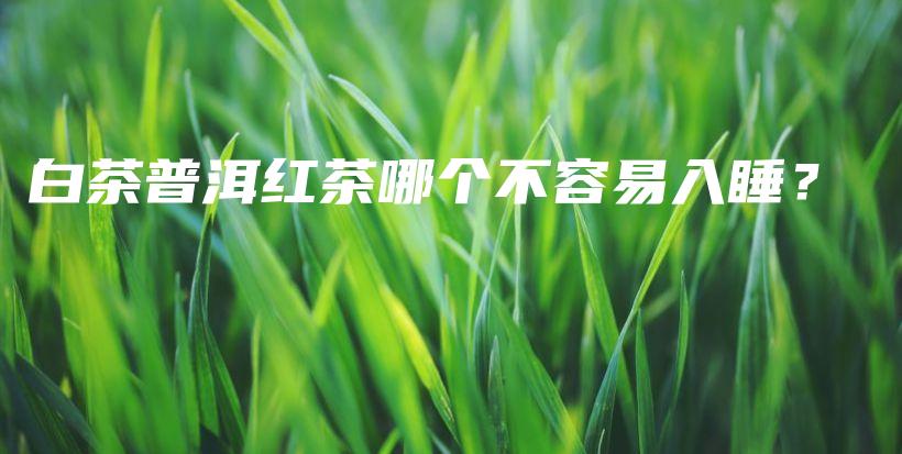 白茶普洱紅茶哪個不容易入睡？插圖