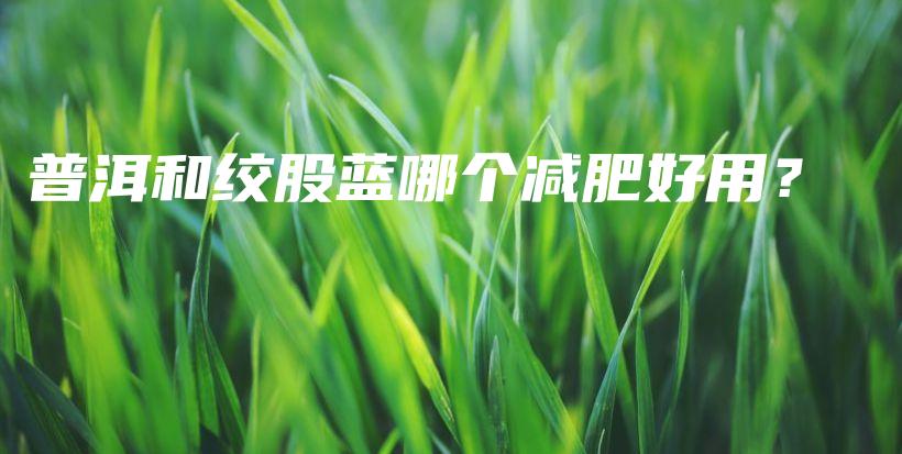 普洱和絞股藍(lán)哪個(gè)減肥好用？插圖