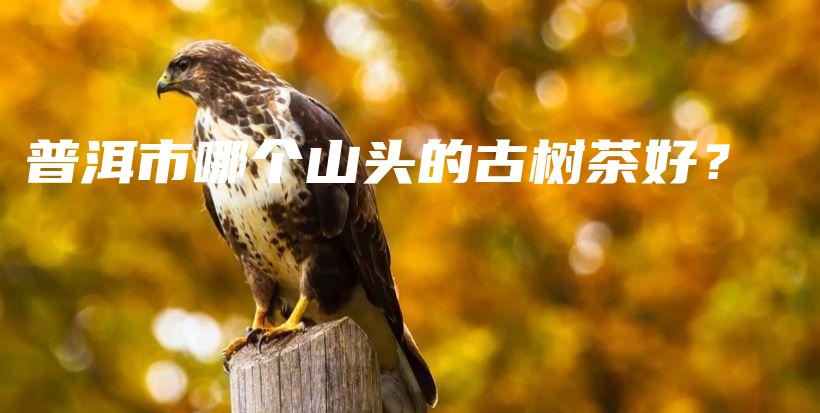 普洱市哪個山頭的古樹茶好？插圖