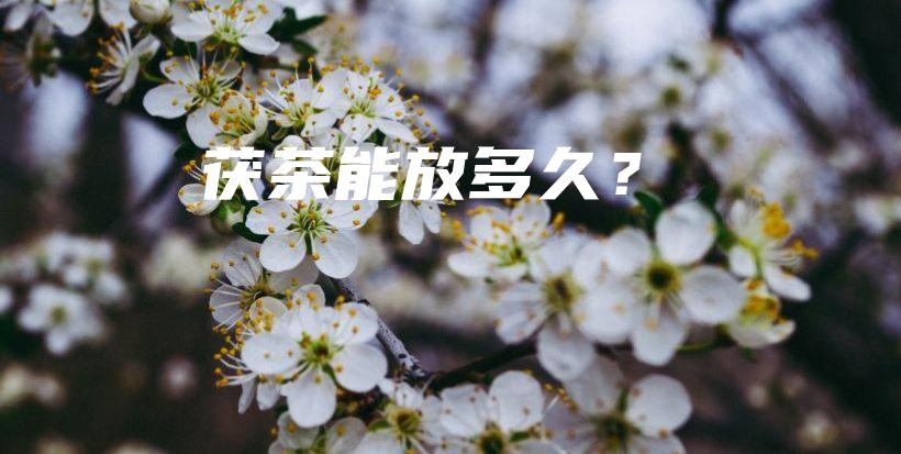 茯茶能放多久？插圖