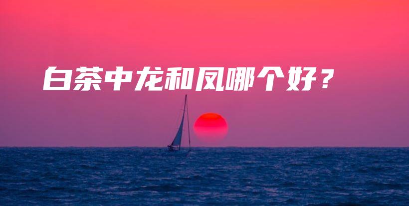 白茶中龍和鳳哪個好？插圖