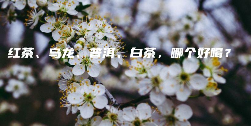 紅茶、烏龍、普洱、白茶，哪個好喝？插圖