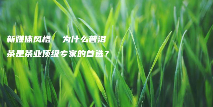 新媒體風(fēng)格  為什么普洱茶是茶業(yè)頂級(jí)專家的首選？插圖