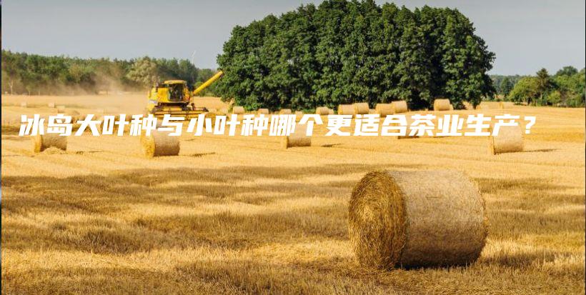 冰島大葉種與小葉種哪個更適合茶業(yè)生產(chǎn)？插圖