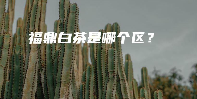 福鼎白茶是哪個(gè)區(qū)？插圖