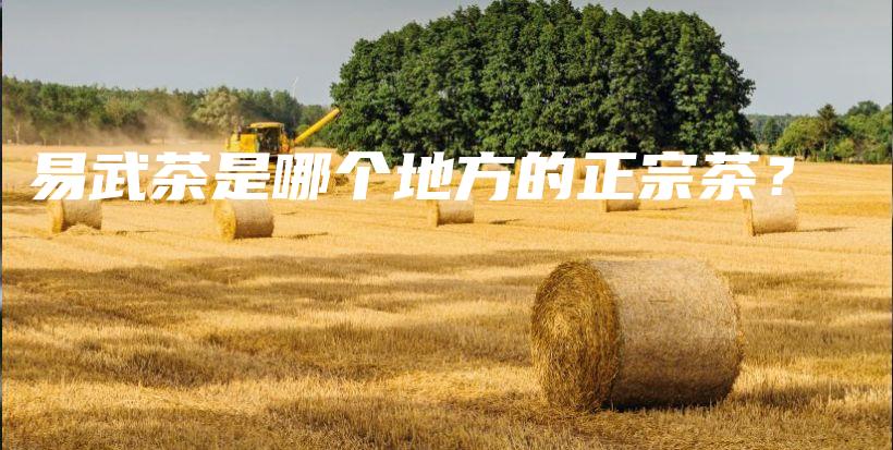 易武茶是哪個(gè)地方的正宗茶？插圖