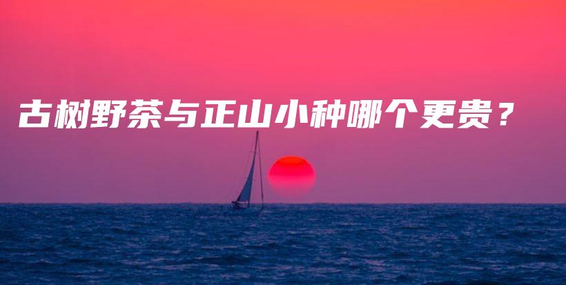 古樹野茶與正山小種哪個更貴？插圖
