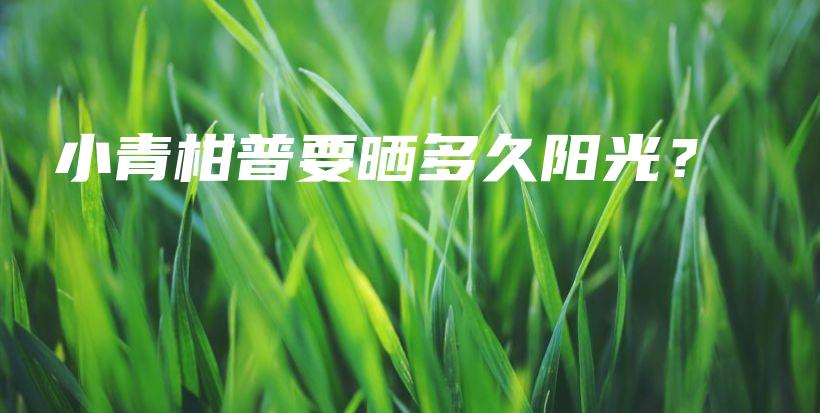 小青柑普要曬多久陽光？插圖
