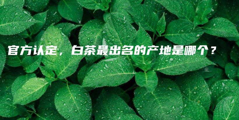 官方認定，白茶最出名的產(chǎn)地是哪個？插圖