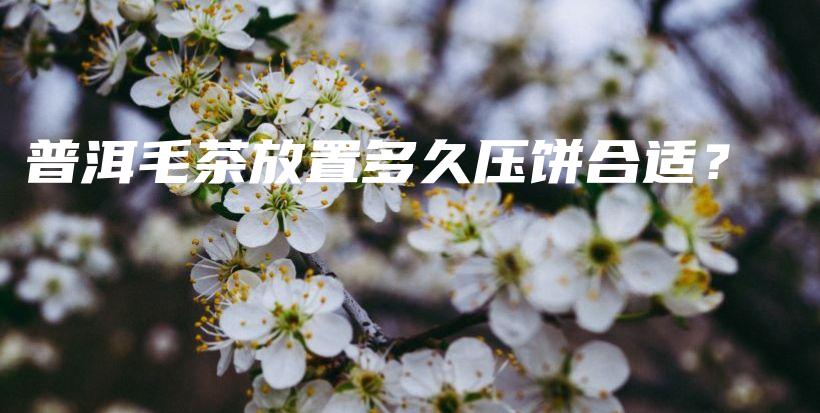 普洱毛茶放置多久壓餅合適？插圖