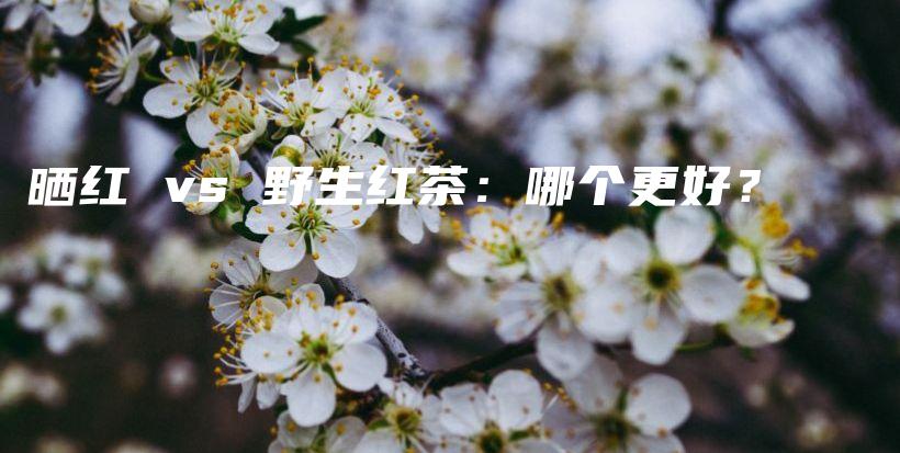 曬紅 vs 野生紅茶：哪個更好？插圖