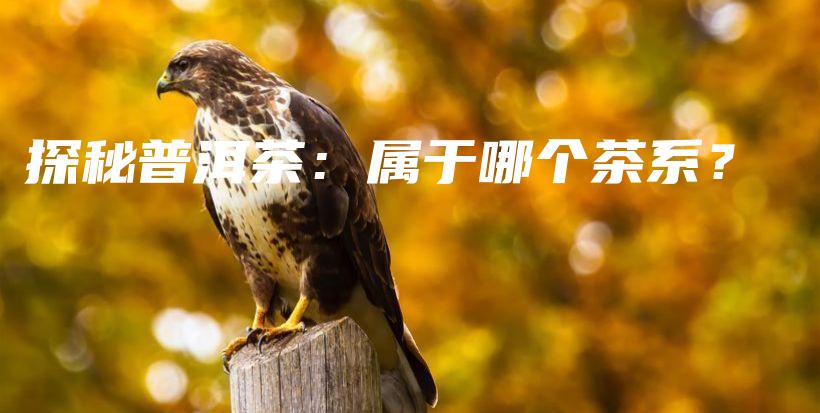 探秘普洱茶：屬于哪個茶系？插圖