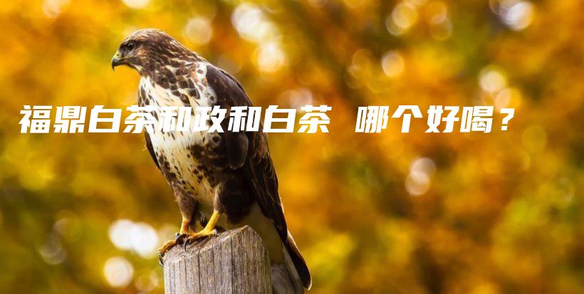 福鼎白茶和政和白茶 哪個好喝？插圖