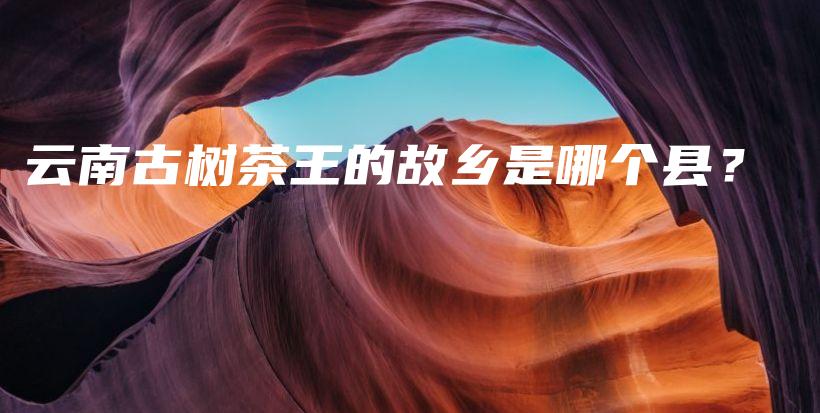 云南古樹(shù)茶王的故鄉(xiāng)是哪個(gè)縣？插圖