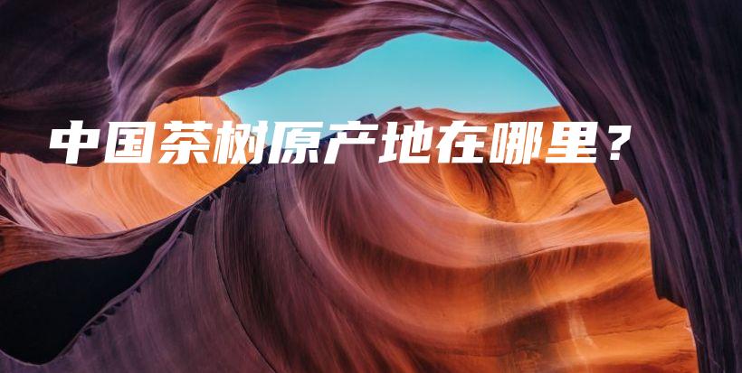 中國(guó)茶樹(shù)原產(chǎn)地在哪里？插圖