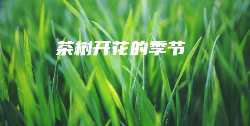 茶樹開花的季節(jié)插圖