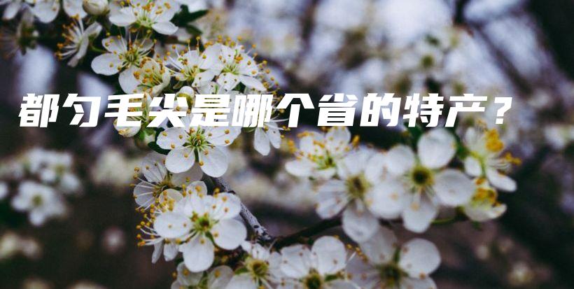 都勻毛尖是哪個(gè)省的特產(chǎn)？插圖