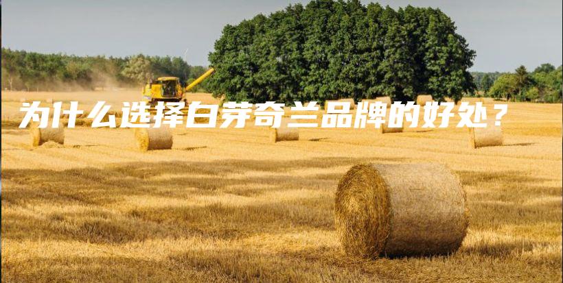 為什么選擇白芽奇蘭品牌的好處？插圖