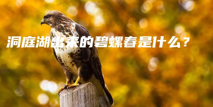 洞庭湖出來(lái)的碧螺春是什么？插圖