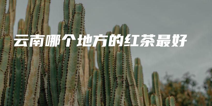 云南哪個地方的紅茶最好插圖