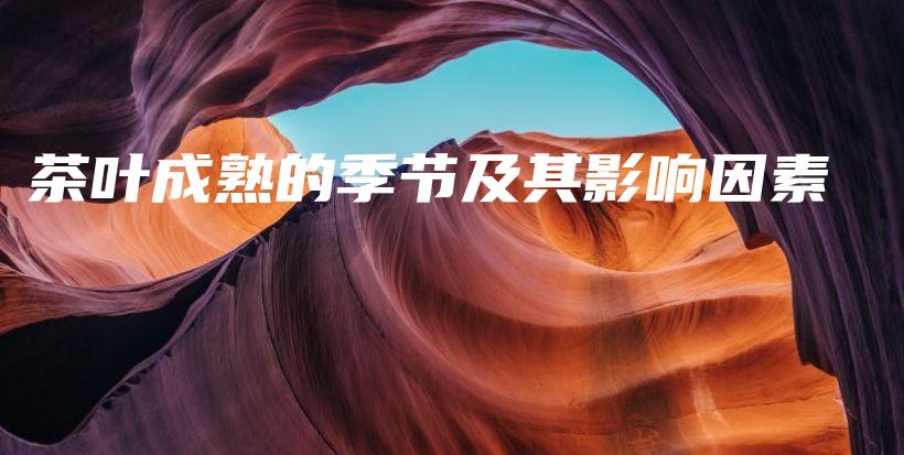 茶葉成熟的季節(jié)及其影響因素插圖
