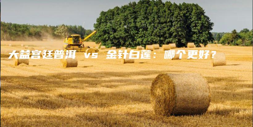 大益宮廷普洱 vs 金針白蓮：哪個更好？插圖