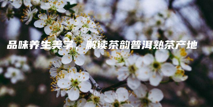 品味養(yǎng)生美學(xué)，解讀茶韻普洱熟茶產(chǎn)地插圖