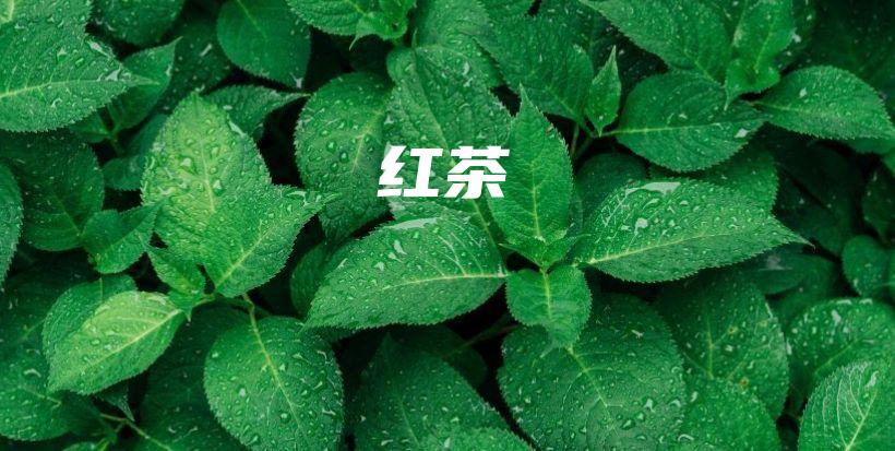 紅茶插圖