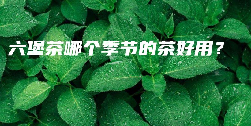 六堡茶哪個季節(jié)的茶好用？插圖